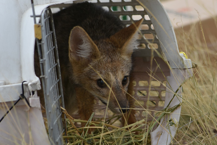 Rehabilitación de fauna silvestre