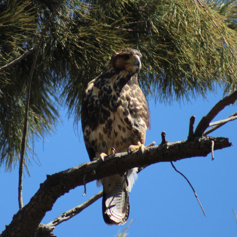 Aves rapaces
