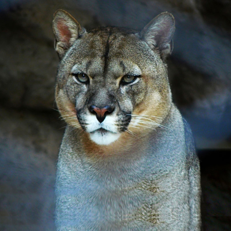 Pumas