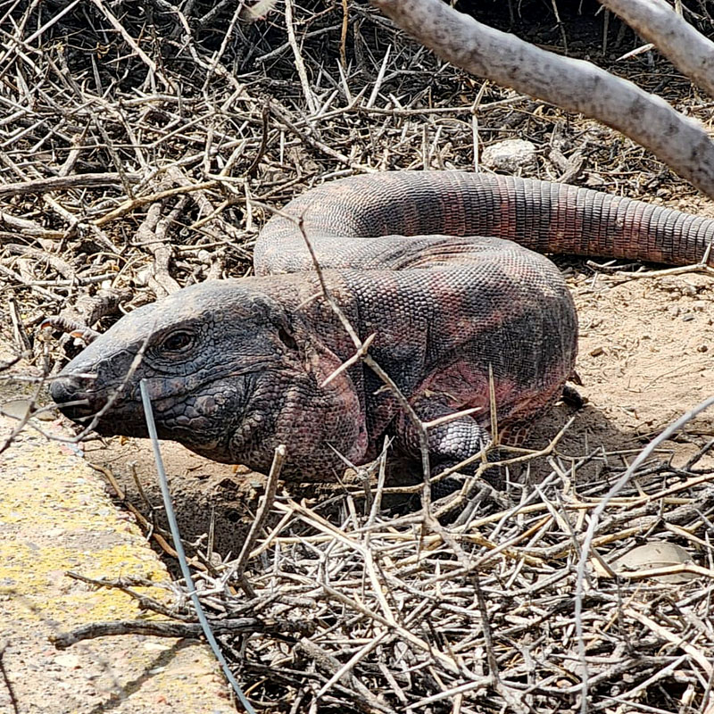 Reptiles